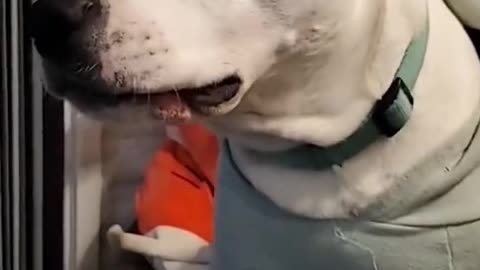 Dog's Comedy Videos 🤣 so cute videos 😍 funny videos puppy 🤣