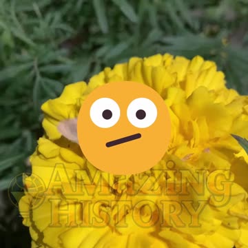 The First Computer Bug Was a Real Moth? #bug #history