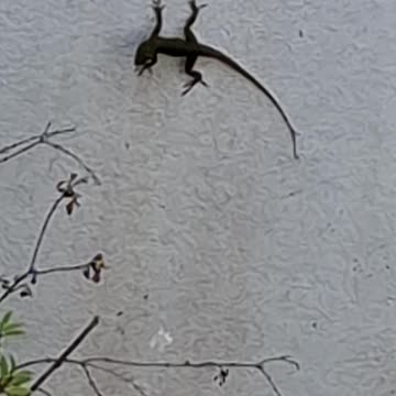 Creeing Wall Lizard