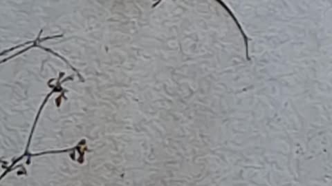 Creeing Wall Lizard