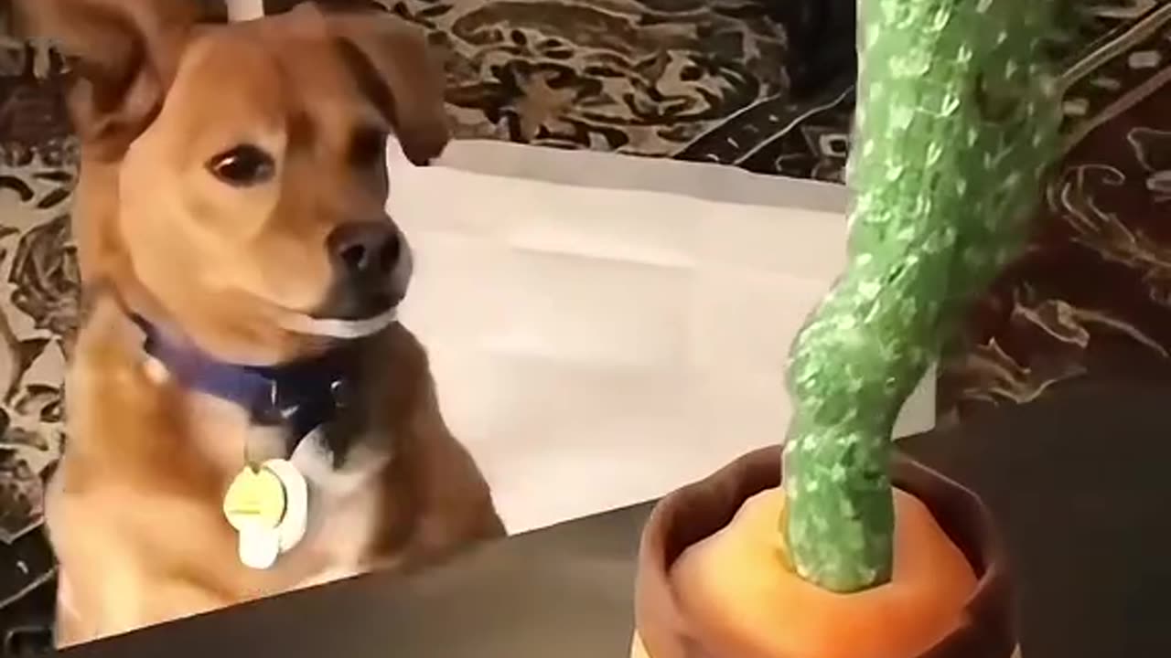 dogs and cactus 😂😂