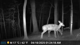 The Woods – 04/18/2025