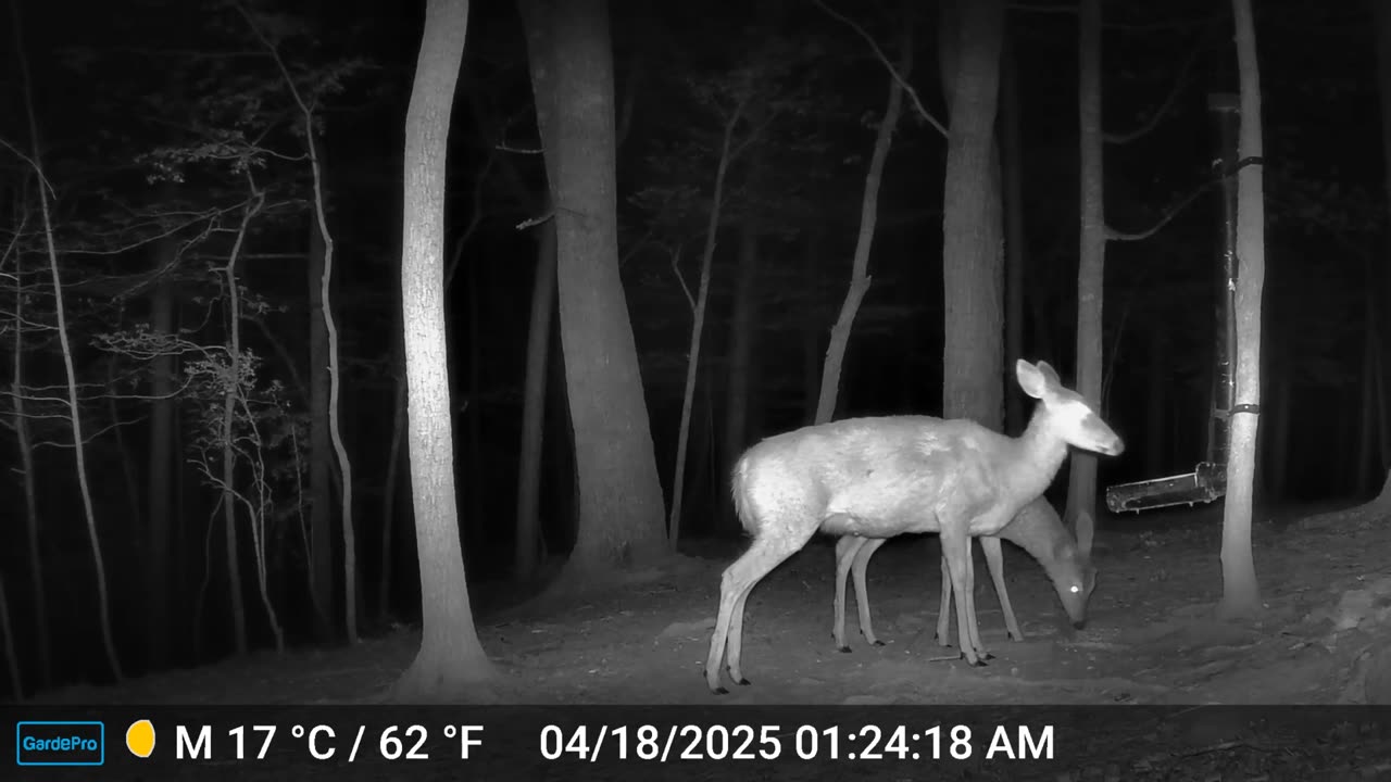 The Woods – 04/18/2025