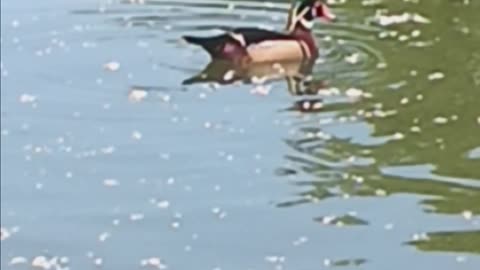 Wood duck