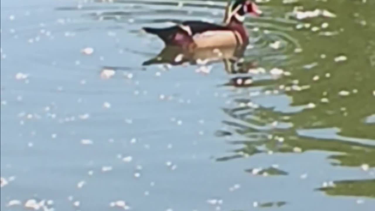 Wood duck