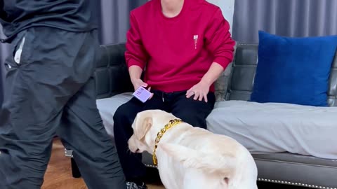 狗子：这个屁没那么简单…Dog: This fart is not that simple…