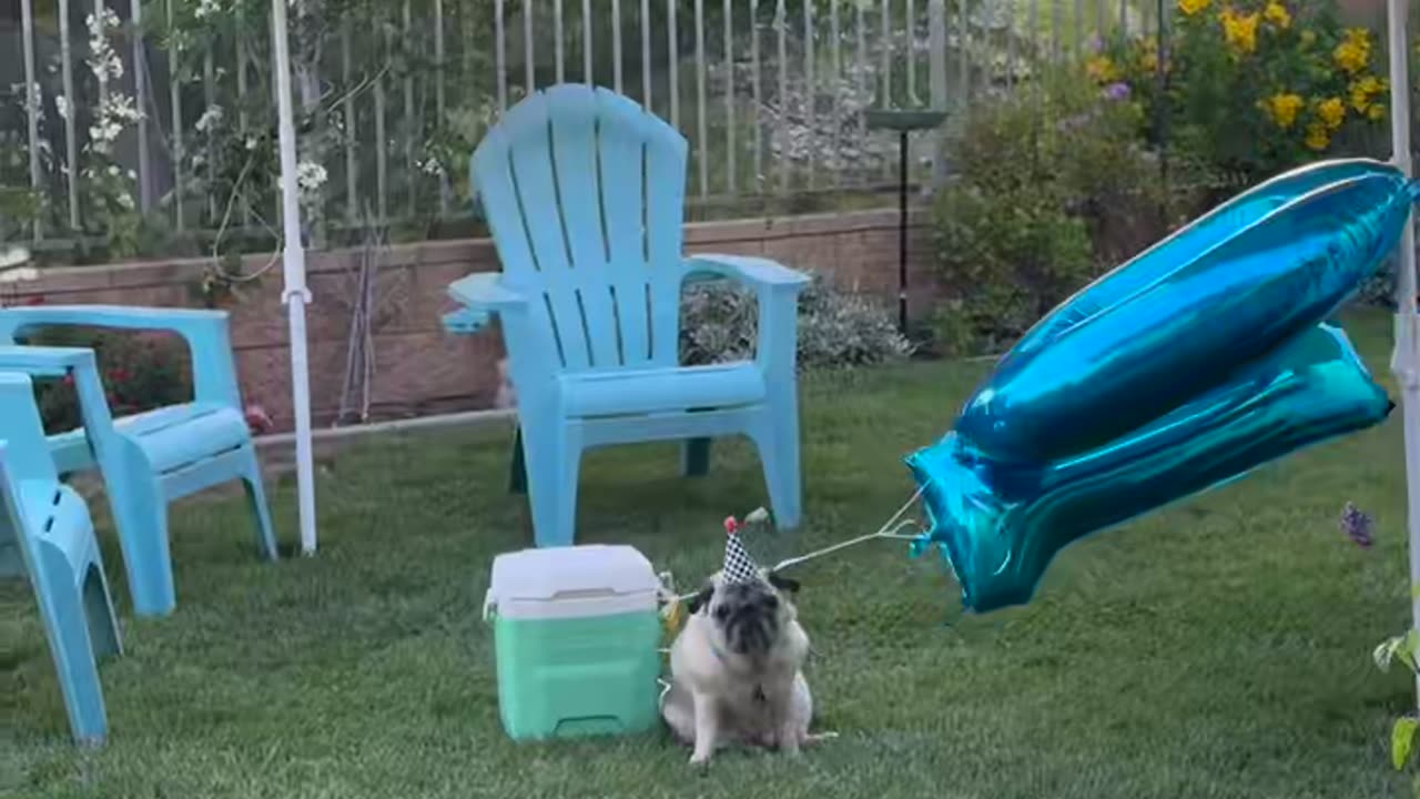 He Waited All Day for His Pawty...