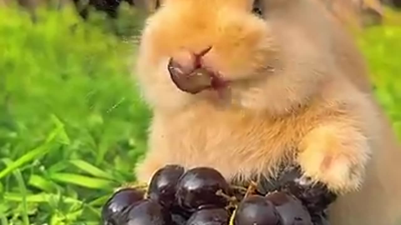 "Pequeño Conejito Disfrutando Uvas 🍇✨ (ASMR Puro) #asmr #conejito #shorts"