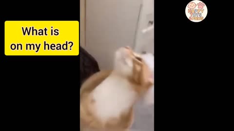 Animal Comedy Hour