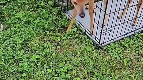 Rescue three fawns