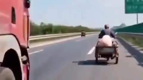 Big pig escapes semi trailer to take the scenic route