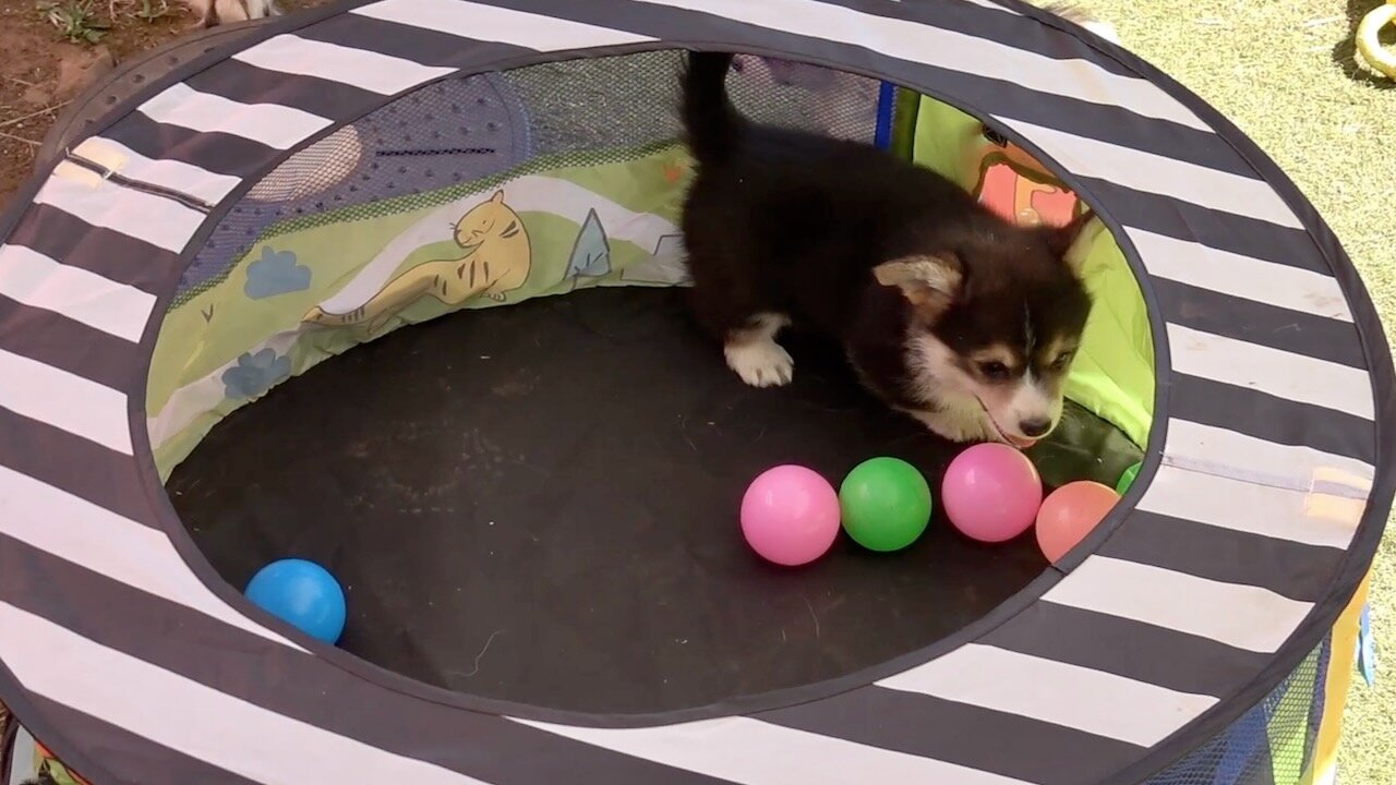 Seven's Litter Week 6