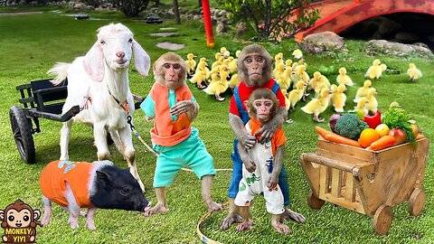 Baby monkey YiYi obediently takes care of YinYin with Yumy and friends