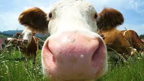 Hilarious Farm Animal Moments – Funny Cows, Goats, Chickens & More!