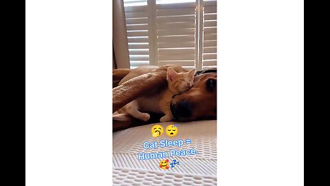 Adorable Sleeping Kitten – Cutest Cat Nap Ever! 😴🐾