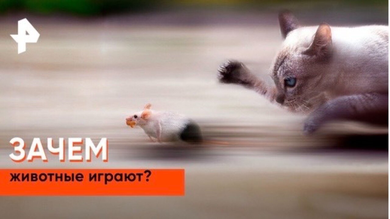 «Как устроен мир»: зачем животные играют?