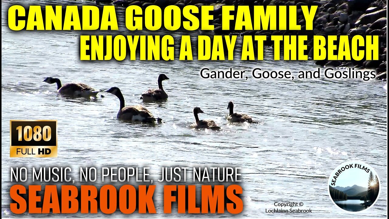 Canada Goose Family: Gander, Goose, and Goslings Enjoying a Day at the Beach