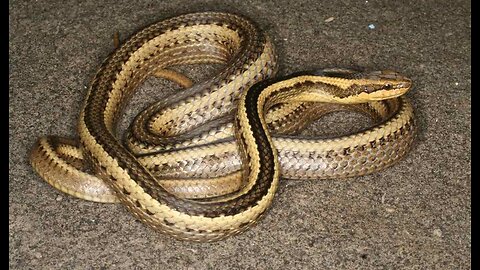 Snake on a Plane - Aussie Flight Delayed by Risky Reptile