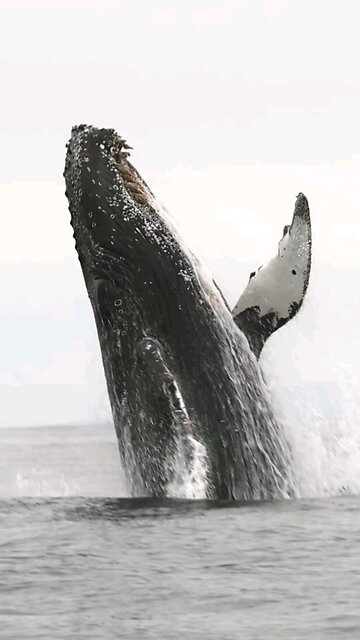 Majestic Giants of the Ocean – The Grace of Whales