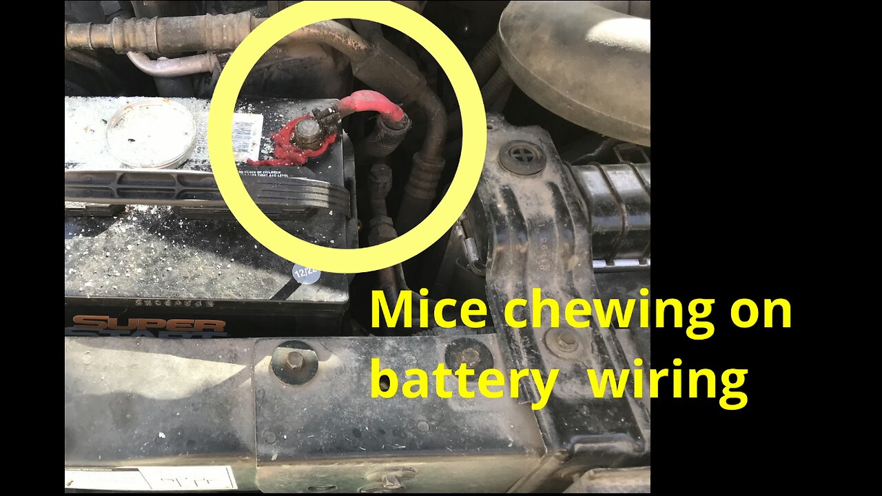 Do this to save your car and truck form mice and rats