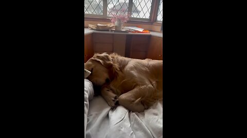I'm having a beautiful dream. Don't wake me up.