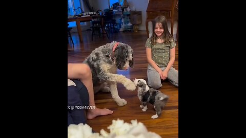 Dog meets a puppy for the first time..🐕🐾😍