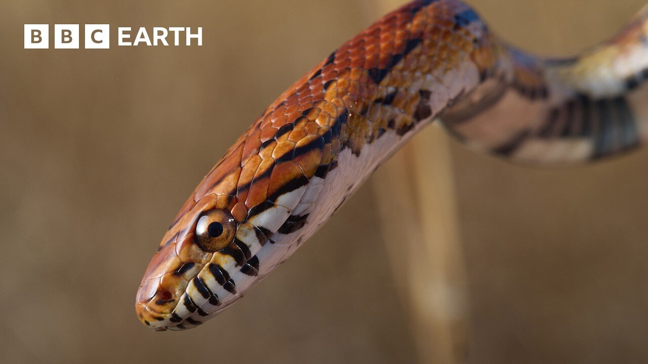 Using a Macro Lens to Photograph Spiders and Snakes | Framed In Nature | BBC Earth