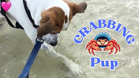 Pup Learns Crabbing