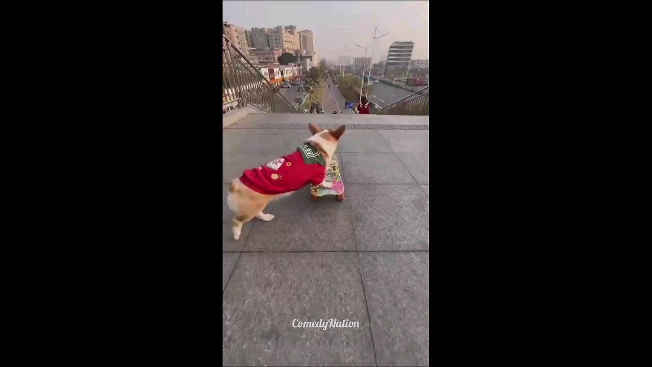When Dogs Ride Skateboards! 🛹🐾