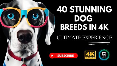 Cute Dogs Collection 🐶 | Relaxing 4K HDR 60FPS Ultra HD