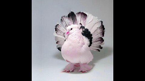 Funny Pigeon Moment Caught on Camera | Real Footage”