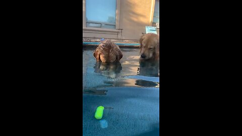 Goldens