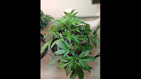 Gorilla cookies auto week 3 day 3 training day!