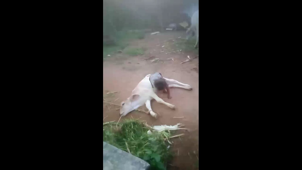 Baby playing with Cow