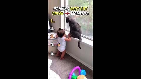Ranking best cat speaking English Moments
