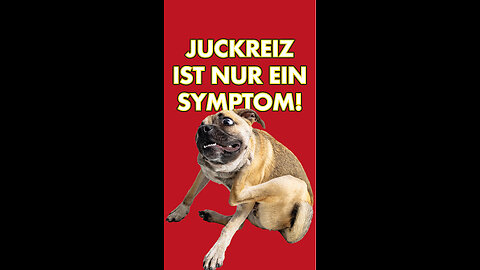 🐶Hautprobleme haben meist ihre Ursache im Darm.