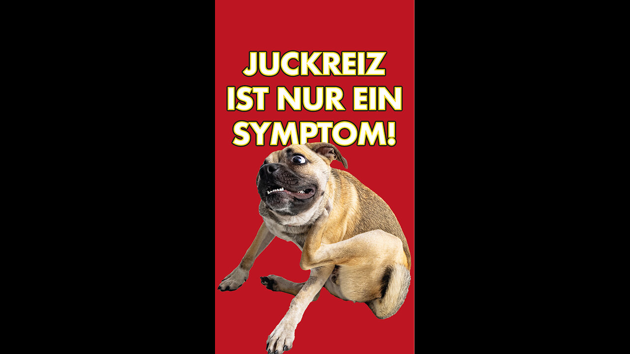 🐶Hautprobleme haben meist ihre Ursache im Darm.