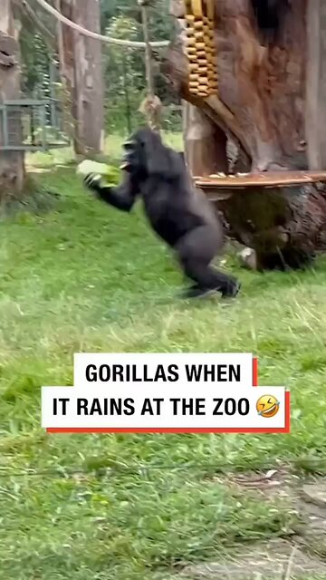 hailstorm Funny 🤣