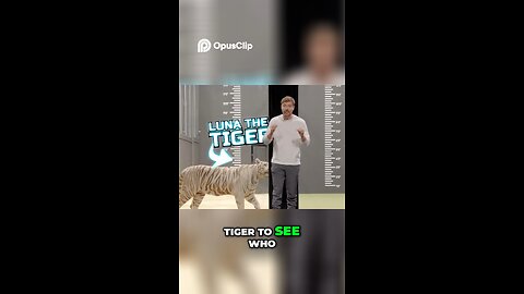 Man vs Animal: Epic Tug-of-War & High Jump