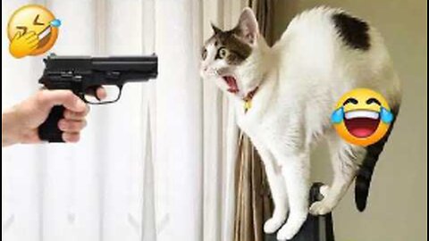 Funniest Cats & Dogs 😼🐶｜ You Laugh You Lose Challenge😜