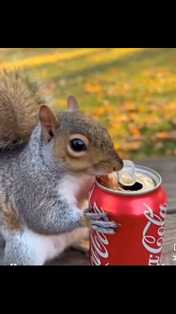 Squirrel vs Coke!