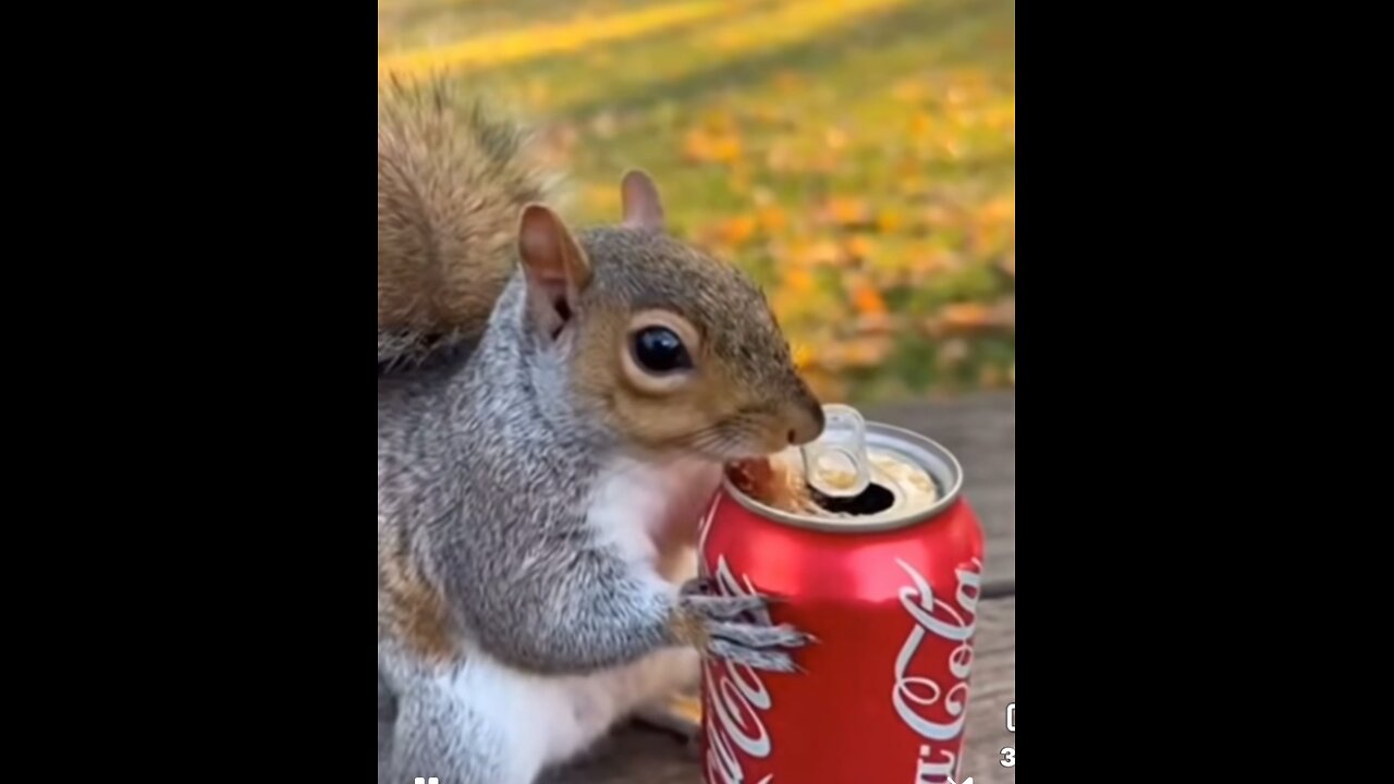 Squirrel vs Coke!