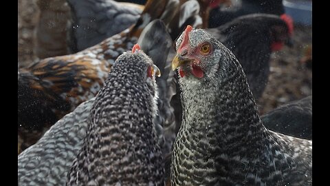 How will my chickens react to a mirror?
