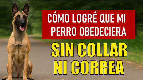 ¡Así logré que mi perrita camine sin correa y no se escape!