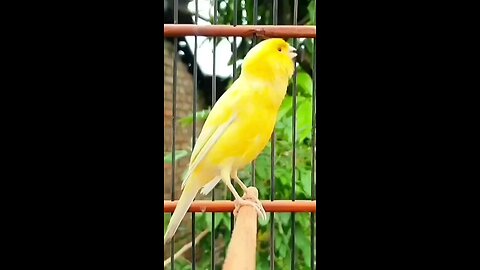 Canario bird