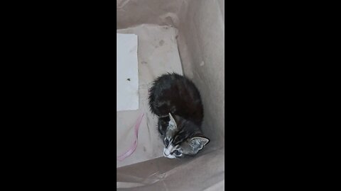 Wild Kitten
