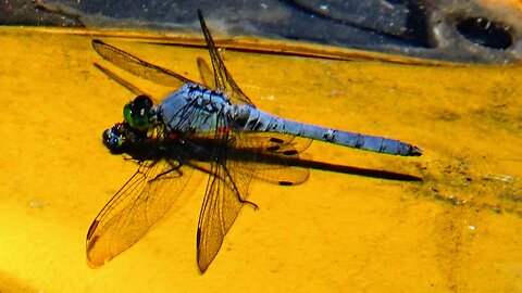 Dragonfly