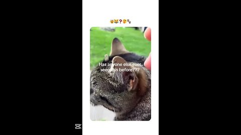 Hilarious Animal Reactions That Made My Day!