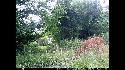 Deer Cam 07-14-2025 Game Cam Trail Cam