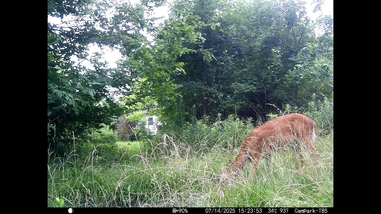 Deer Cam 07-14-2025 Game Cam Trail Cam